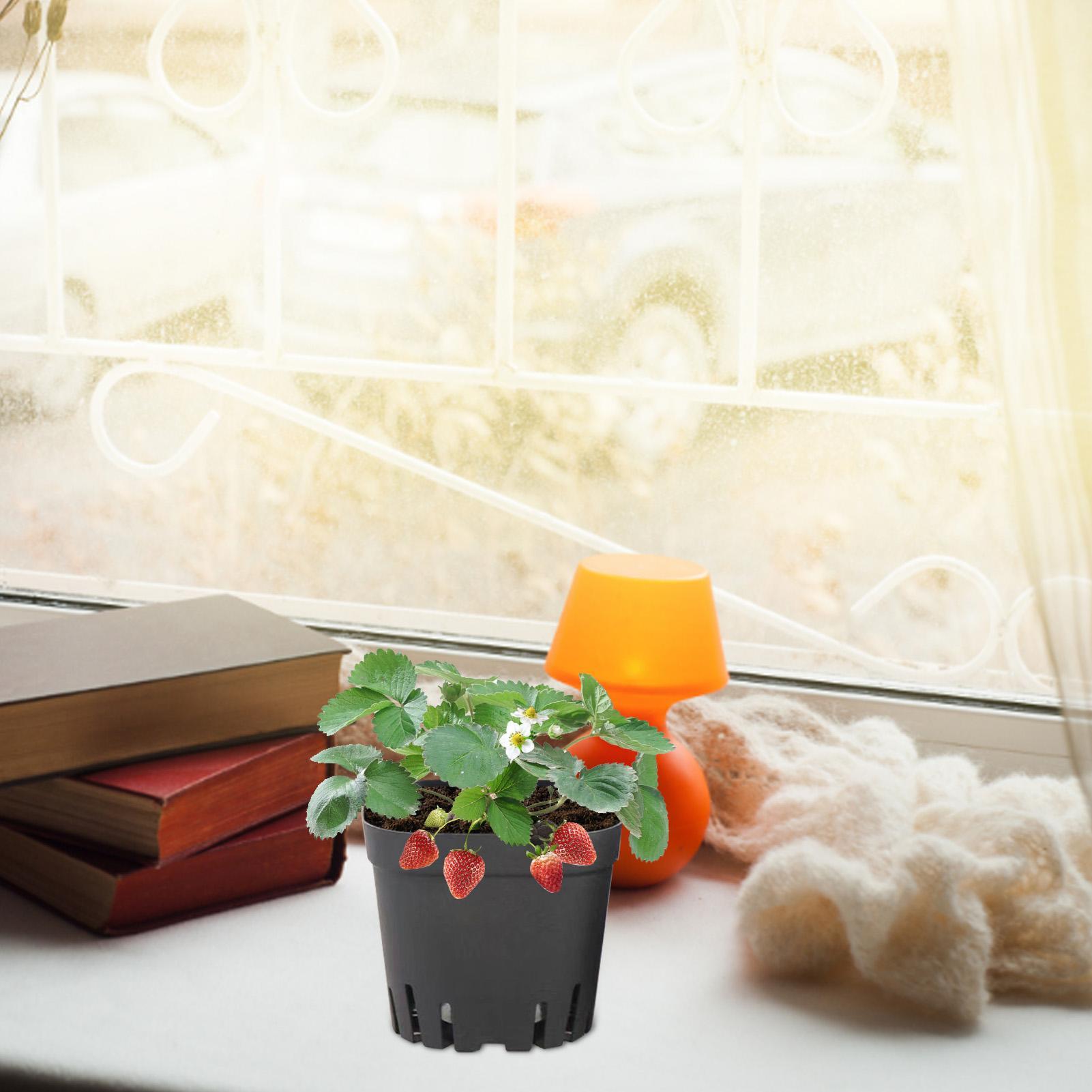 Vasos de Início de 5,5cm/7cm/1 - Food Storage Plants avaliação e preço