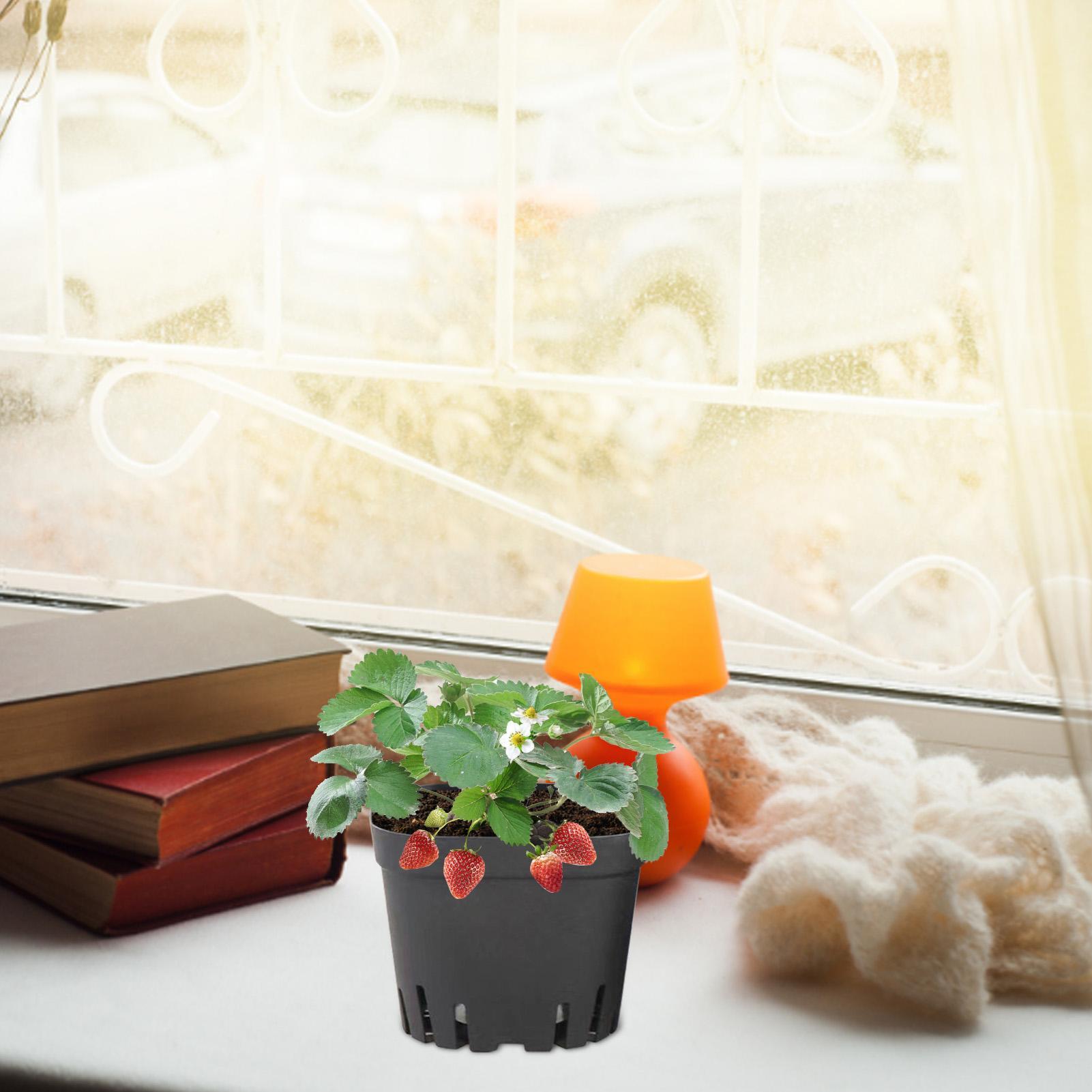 Vasos de Início de 5,5cm/7cm/1 - Food Storage Plants avaliação e preço