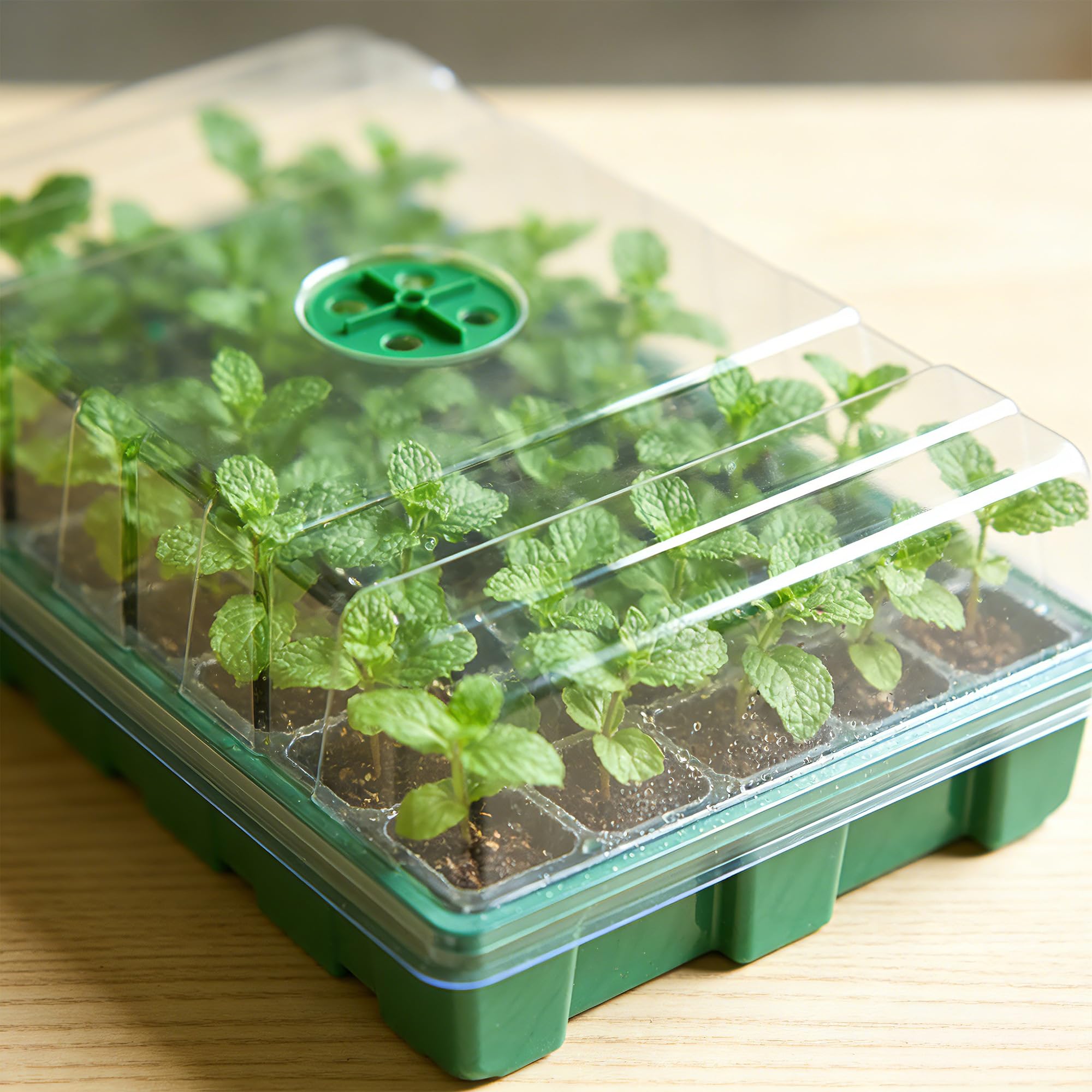 Estufa com Tampa Transparente  - Food Storage Plants avaliação e preço